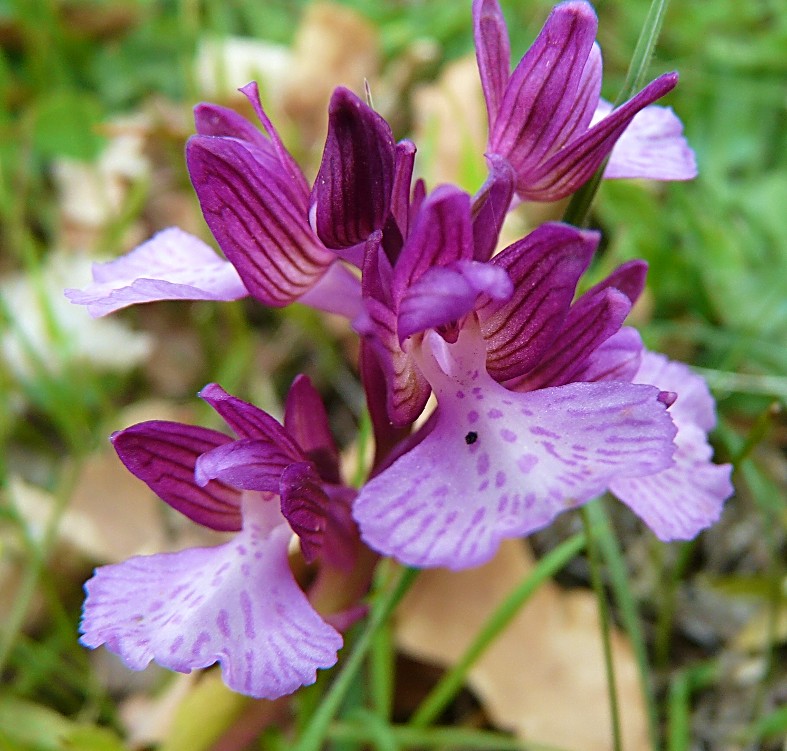 Orchidee dal bosco della Ficuzza (Pa)